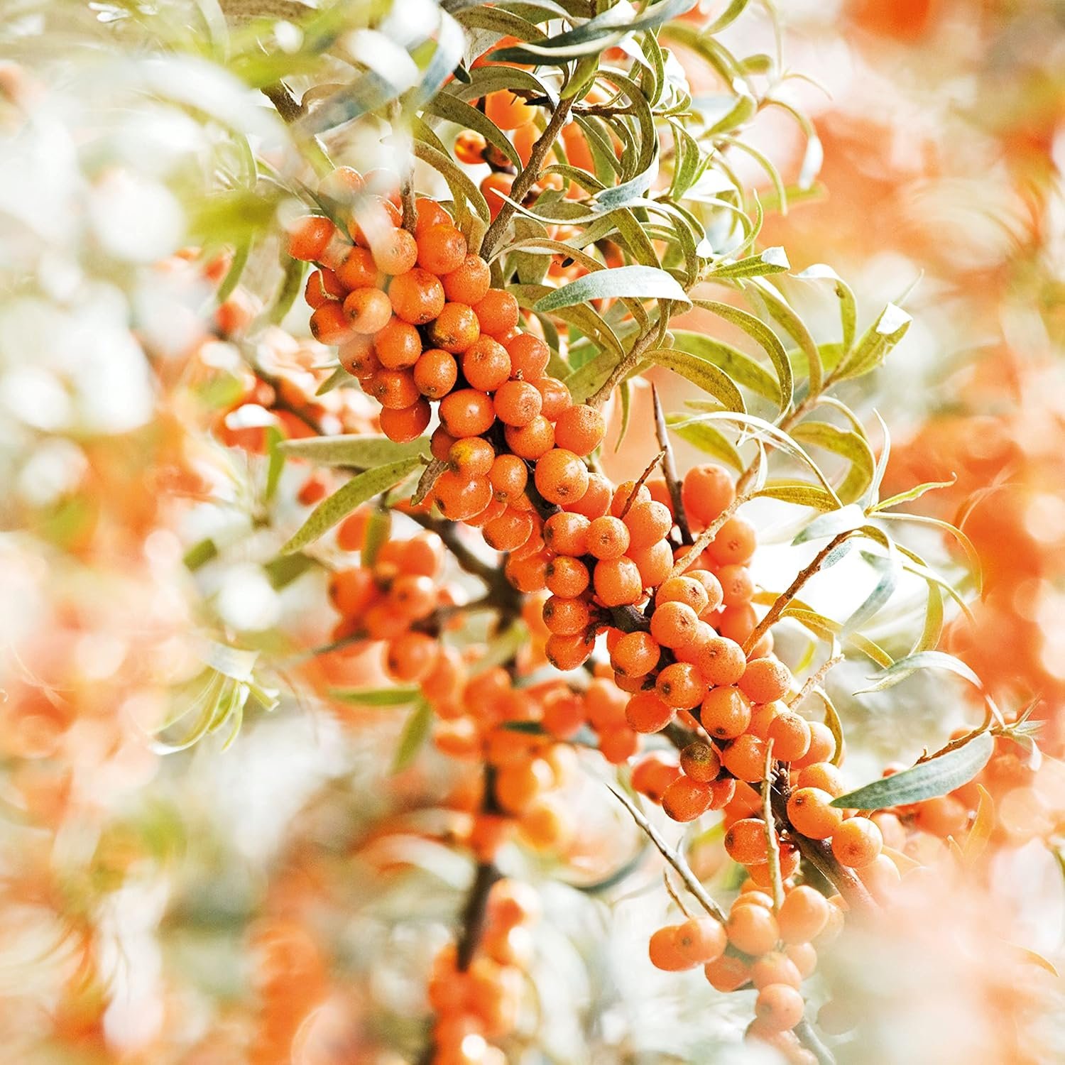 Weleda Hydrating Sea Buckthorn Body and Beauty Oil, 3.4 Fluid Ounce, Plant Rich Body and Beauty Oil with Sea Buckthorn and Sesame Oils - Image 8